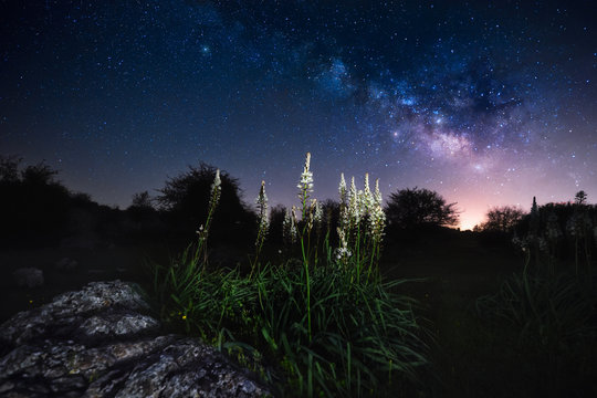 From below beautiful flowers in a beautiful dark sky with many little shines of stars