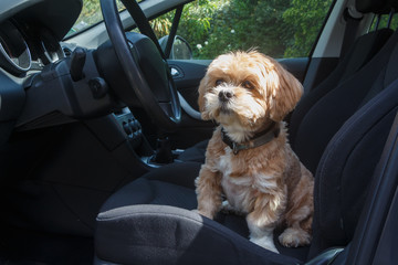 Lhasa Apso dog sitting on the front seat of a car