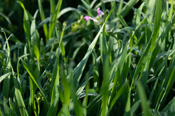 Young grass and wildflowers in morning dew in the sun