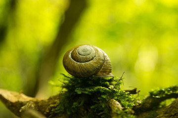 Snail, which is in no hurry