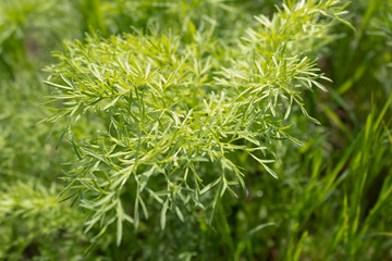 A sprig of a fluffy plant growing in among young grass