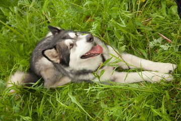 Fototapeta premium Alaskan Malamute dog on nature in the summer park on a background of green grass