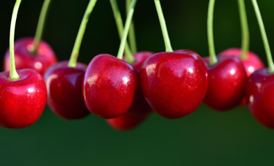 fresh red cherries hang from above in front of green background with text field