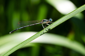 Blue dragonfly enjoys the sun resting on a leaf	