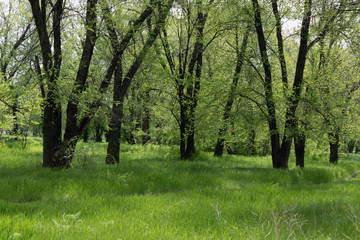 Trees in a forest with young leaves in the spring sun