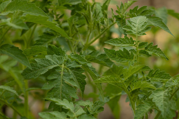 Very healthy and fresh tomato leaves background