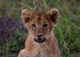 portrait of a lion