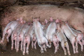 Mother Pig Feeding 10 Days Old Piglets