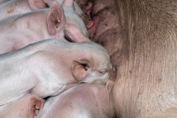 Mother Pig Feeding 10 Days Old Yorkshire Piglets Closeup