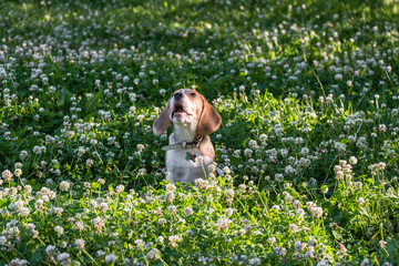 Beagle walks on the green lawn