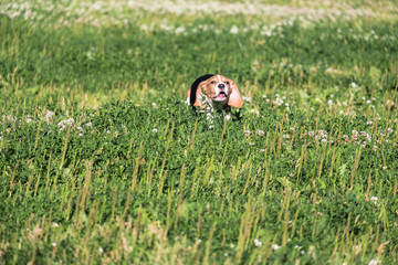 A thoughtful Beagle puppy with a blue leash on a walk in a city park. Portrait of a nice puppy.Eastern Europe.