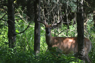 White Tailed Deer Buck