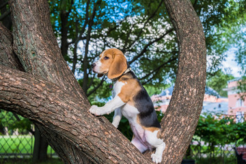 cute Beagle puppy sitting on an old tree