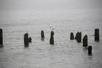 seagull stay on piles