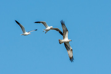 Osprey in the sky on the west coast in Sweden