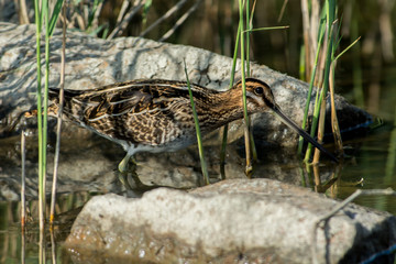 Common snipe on the west coast in Sweden