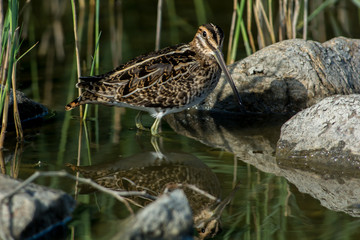 Common snipe on the west coast in Sweden