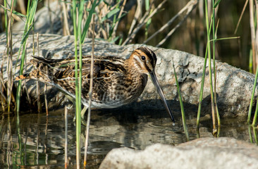 Common snipe on the west coast in Sweden