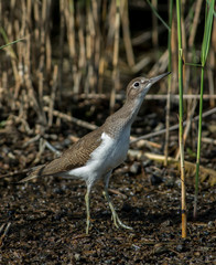 Common sandpiper on the west coast in Sweden