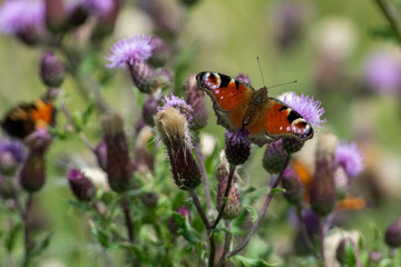 Butterfly in a closeup