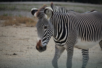 Obraz na płótnie Canvas zebra in zoo