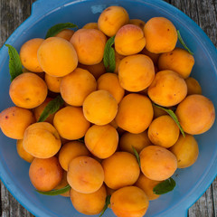 Ripe yellow apricots in a blue plastic bowl on the garden table