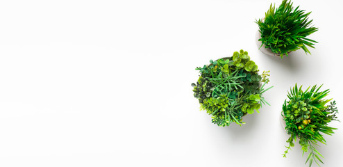 Fototapeta premium Evergreen plants in round pots on white background