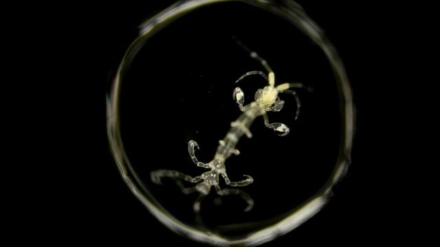 zooplankton of the Black Sea under a microscope. Skeleton shrimp or sea goats, Caprellidae, a family of crustaceans from the order Caprellida, lead a bottom lifestyle, omnivores, stand out with a