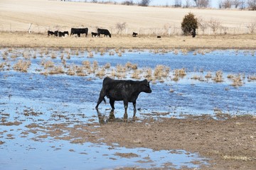 Flooded Pasture