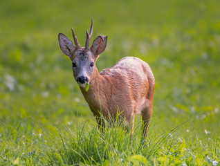 Roe Buck eating