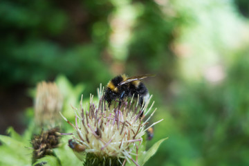 Wandern durch eine Schlucht im Schwarzwald