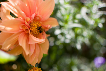 bee on the flower