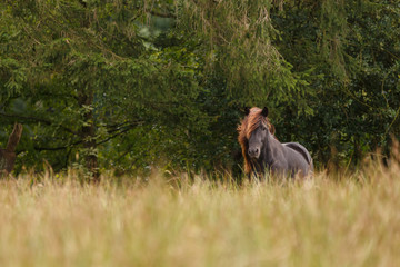 Islandhengst
