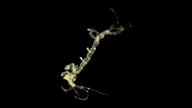 zooplankton of the Black Sea under a microscope. Skeleton shrimp or sea goats, Caprellidae, a family of crustaceans from the order Caprellida, lead a bottom lifestyle, omnivores, stand out with a