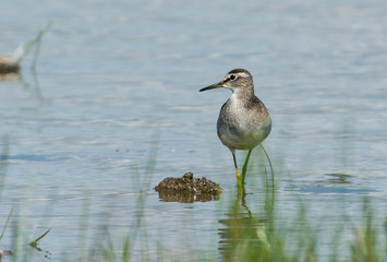 Wood sandpiper on the west coast in Sweden