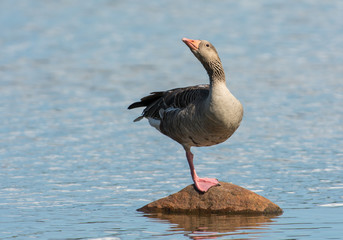 Greylag goose on the west coast in Sweden