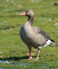 Naklejka na ściany i meble Greylag goose on the west coast in Sweden