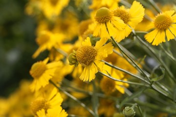 Common sneezeweed, Helenium autumnale