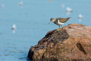 Common sandpiper on the west coast in Sweden