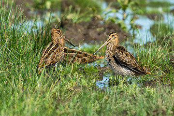 Common snipe on the west coast in Sweden