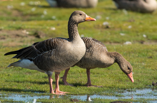 Greylag goose on the west coast in Sweden