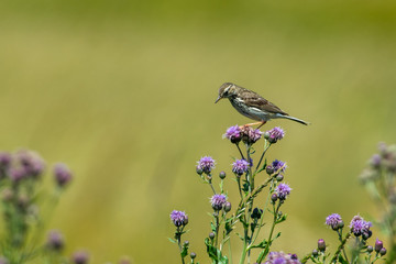 Rickards pipit on a thistle in Sweden