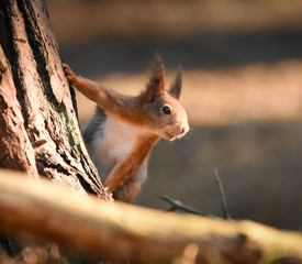 red squirrel