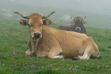 Cows of Asturias