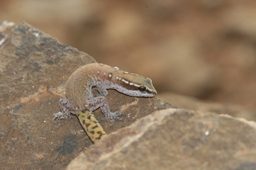 détail lezard du désert maroc