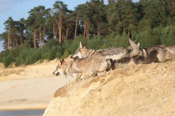 Naklejka premium Wolfdog adventure