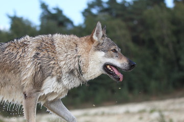 Wolfdog adventure