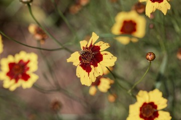 Plains coreopsis, Coreopsis tinctoria,