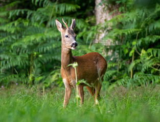 Naklejka na ściany i meble Roe Buck at edge of the woods