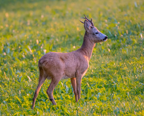 Roe Deer Buck at sunset